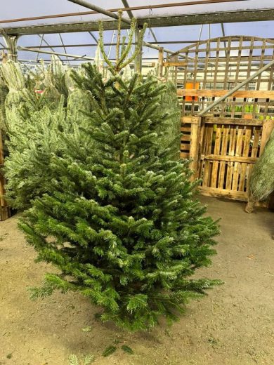 Buy Wholesale Christmas Trees (50 Trees – $800) - Image 3