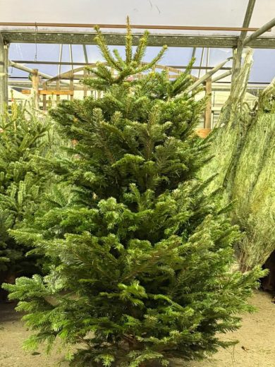 Wholesale Christmas Trees