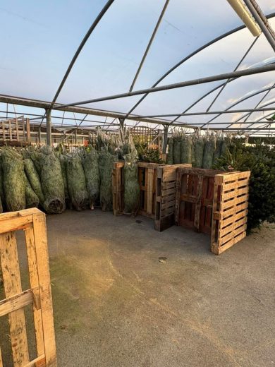 Buy Wholesale Christmas Trees (50 Trees – $800) - Image 4